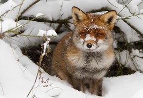 fox, little, snow, ice, wild