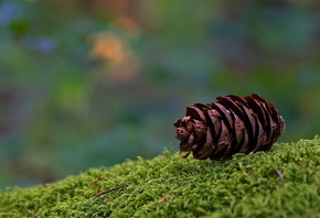 �����, �����, ���, ���, �������