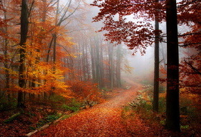 осень, дорога, лес, деревья, листья, красота, дремучий, осень золотая