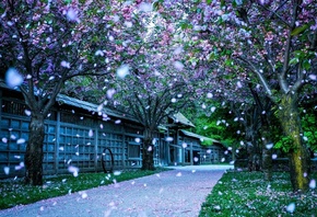 blossom, winter, snow, house, road, tree