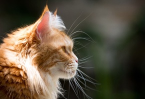 cat, red, face, kitty