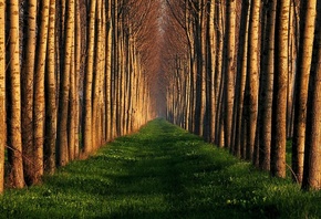trees, file, path, grass, green