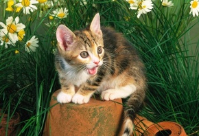 ��, ��� �� ���������, ������, �������, �����, ��������� ������