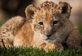 lion, cub, wild, grass, bigcat