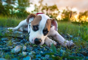 pitbull boxer mix, , , , 