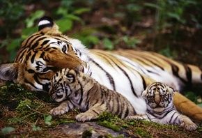 тигры, семья, малыши, кошки, хищники, фото, природа, тема, позитив