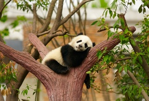 панда, медвежонок, зоопарк, фото, позитив, дерево, сон