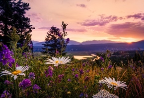 природа, красиво, цветы, горы, река, закат, макро фото тема