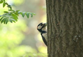 bird, tree, branch, leaves, fly, forest