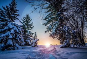 path, winter, snow, tree, sky, sun, ice