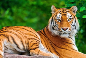 tiger, wild, forest, tree, bigcat