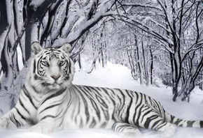 white, tiger, snow, forest, wainter, wild, bigcat