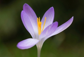 �����, �������, �����, �����, ������, ���, ��������, ��� ������