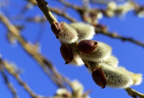 �����, ������, �����