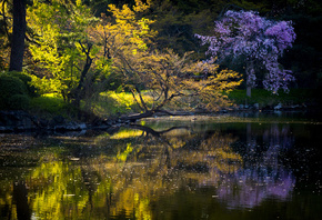 lake, mountain, tree, forest, water, sky, blue