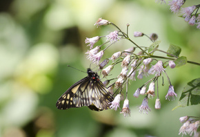 butterfly, flower, branch, leaves, tree