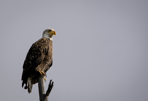 eagle, tree, branch, bird, wild