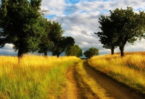 grass, road, tree, path