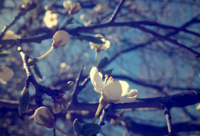 ,  , , , , , , , , macro, spring, color of the wood, plum, nature, branches, flowers, bloom, beautiful