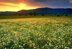 daisies, field, grass, flower