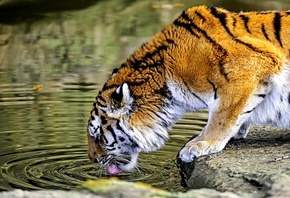 tiger, drinking, water, wild