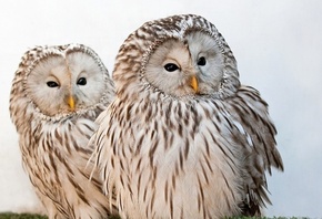 owl, bird, tree, fly, wild, couple