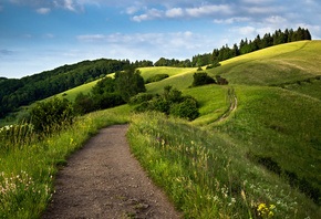 path, green, tree, grass, naturals