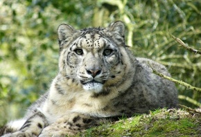 leopard, cub, wild, forest, tree