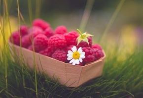 raspberries, red, basket, fruit