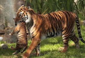 tiger, mom, cub, forest, wild