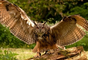 owl, bird, tree, fly, wild