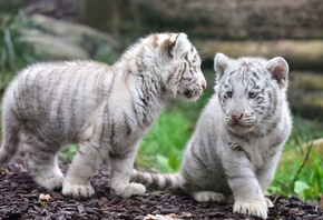 tiger, white, cub, wild