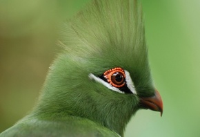 turaco, birds, green, wild