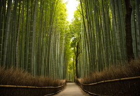 bambu, tree, green, forest, path
