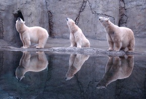 bear, polar, water, ice, snow