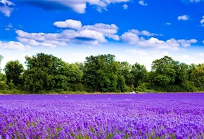 lavender, fields, flower, purple