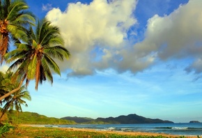 beach, ocean, water, sea, palm, sky