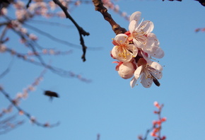 ����, � ����