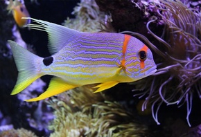 Beautiful fish, underwater, sea, coral