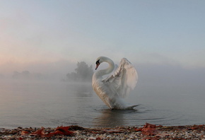 лебедь, птица, река, туман, утро, осень, красиво