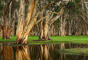 tree, trunk, water, reflextion, forest