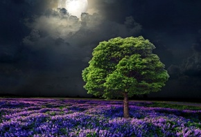 moon, flower, tree, clouds, sky
