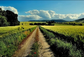 road, green, path, tree