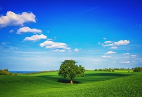 fields, tree, grass, green