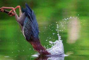 bird, water, hunt, branch