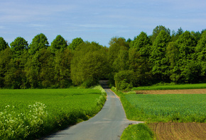 forest, path, tree, green