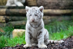 tiger, white, cub, wild, grass, tree