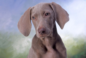 dog, brown, cute, puppy