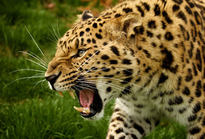 хищник, кошка, леопард, ярость, злость, красиво, макро фото