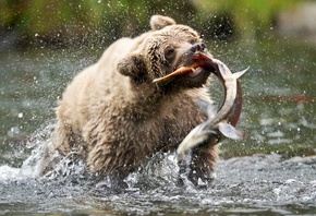 bear, hunting, fish, water, wild